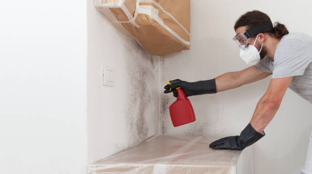 Professional Basement Mold Removal technician working in Queen, PA