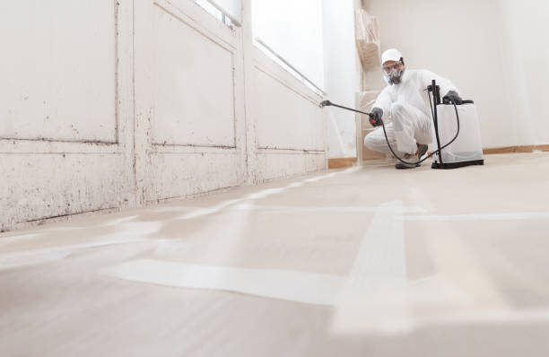 24/7 Emergency Basement Mold Removal experts in Queen, PA