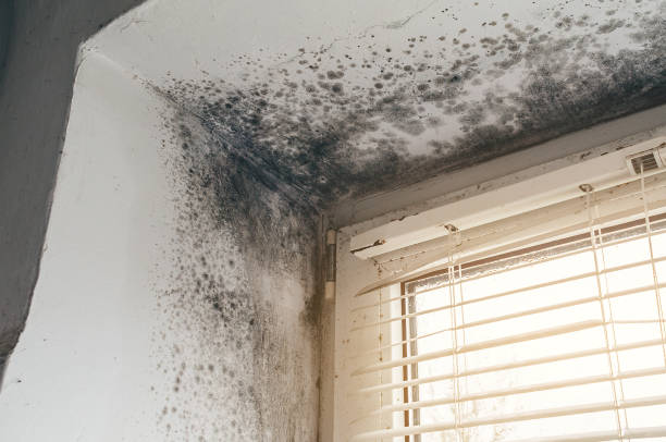 Affordable Basement Mold Removal solutions in Queen, PA