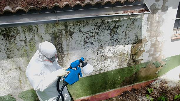 Top rated local Basement Mold Removal specialists in Queen, PA